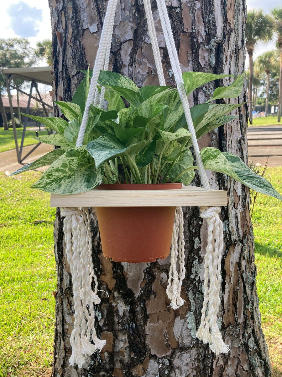 Macrame Single Plant Holder - 6” pot