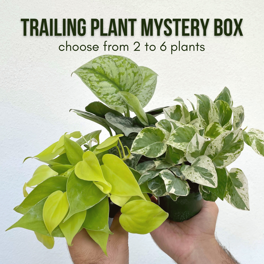 Trailing Plant Box - contains 3-5 easy plants