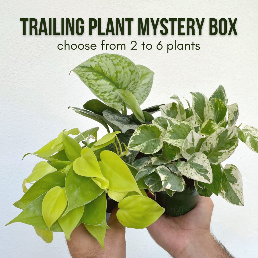 Trailing Plant Mystery Box - contains 2-6 random, easy plants