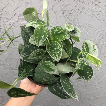 6” Scindapsus pictus ‘silvery ann’