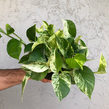 Marble Queen Pothos