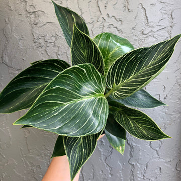 6” Philodendron Birkin