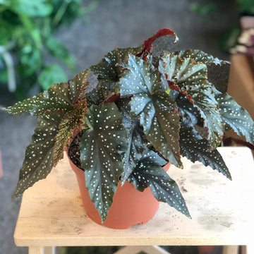 4” Angel Wing Begonia ‘Little Miss Mummy’