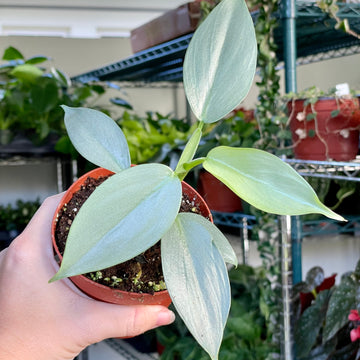 4” Philodendron silver sword
