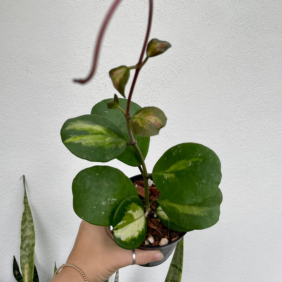 6” Hoya ‘obovata’ inner variegated baskets - large