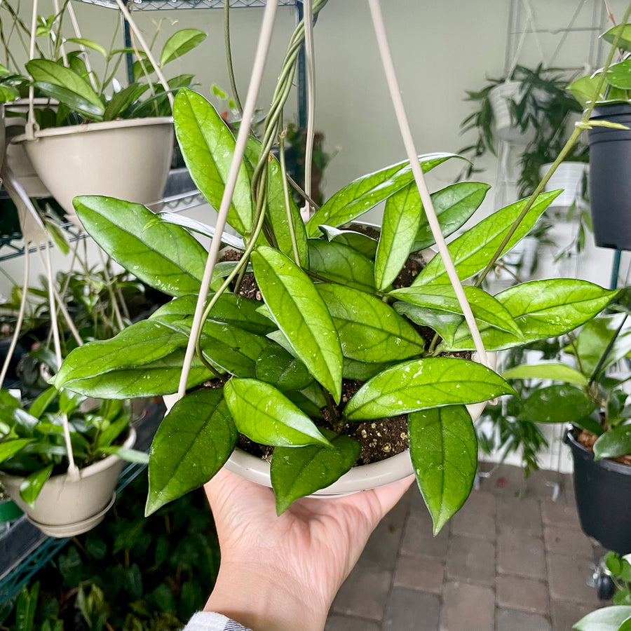 6” Hoya crassipetiolata