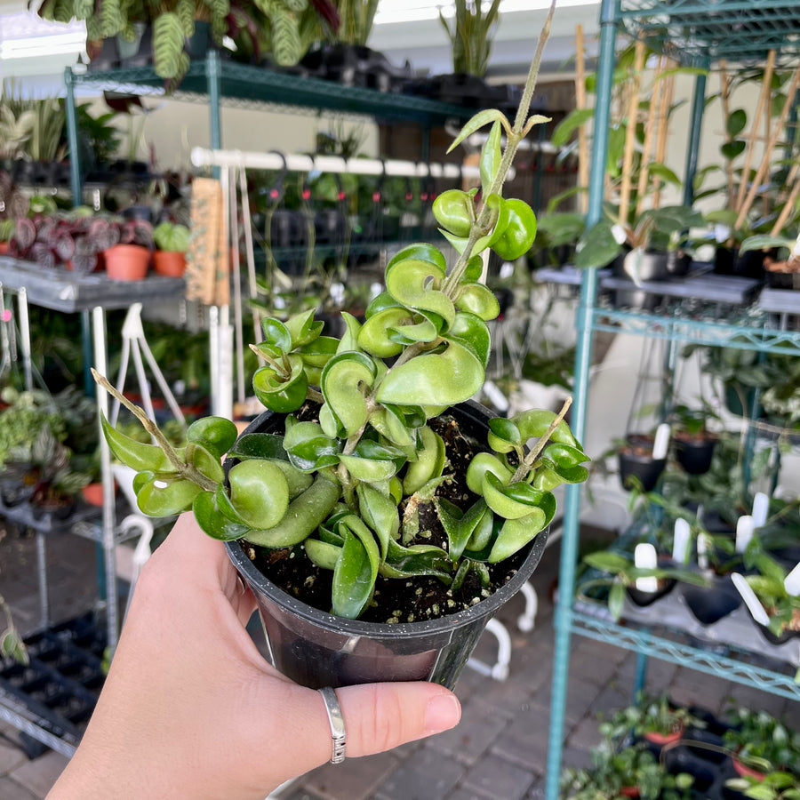 4” Hoya Compacta