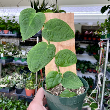 4” Monstera dubia green form