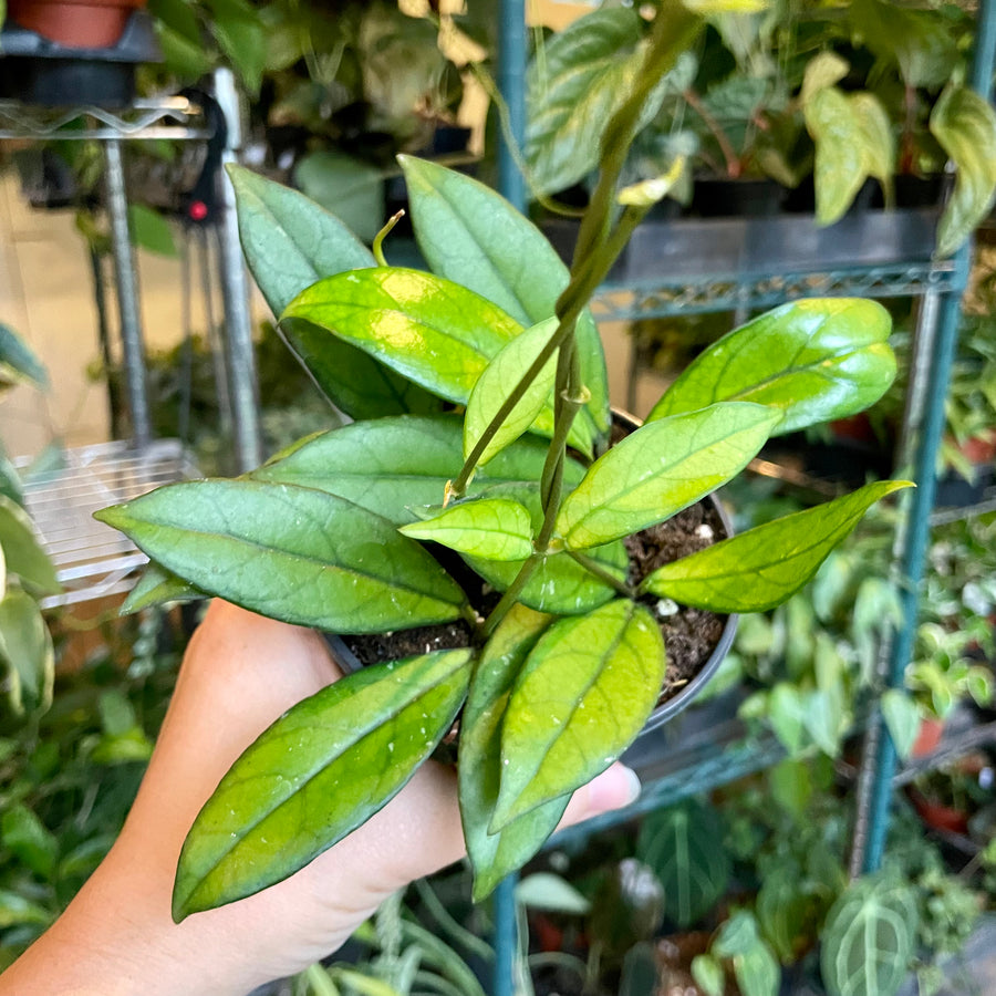 4” Hoya crassipetiolata