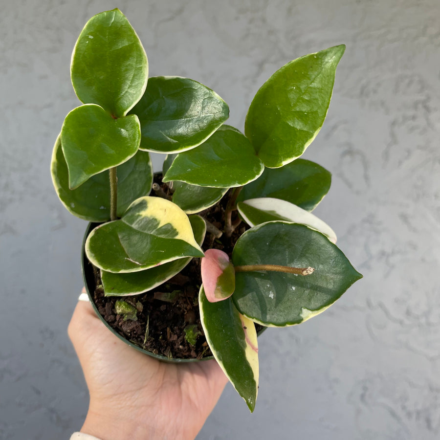 4” Hoya carnosa cv. ‘snowball’
