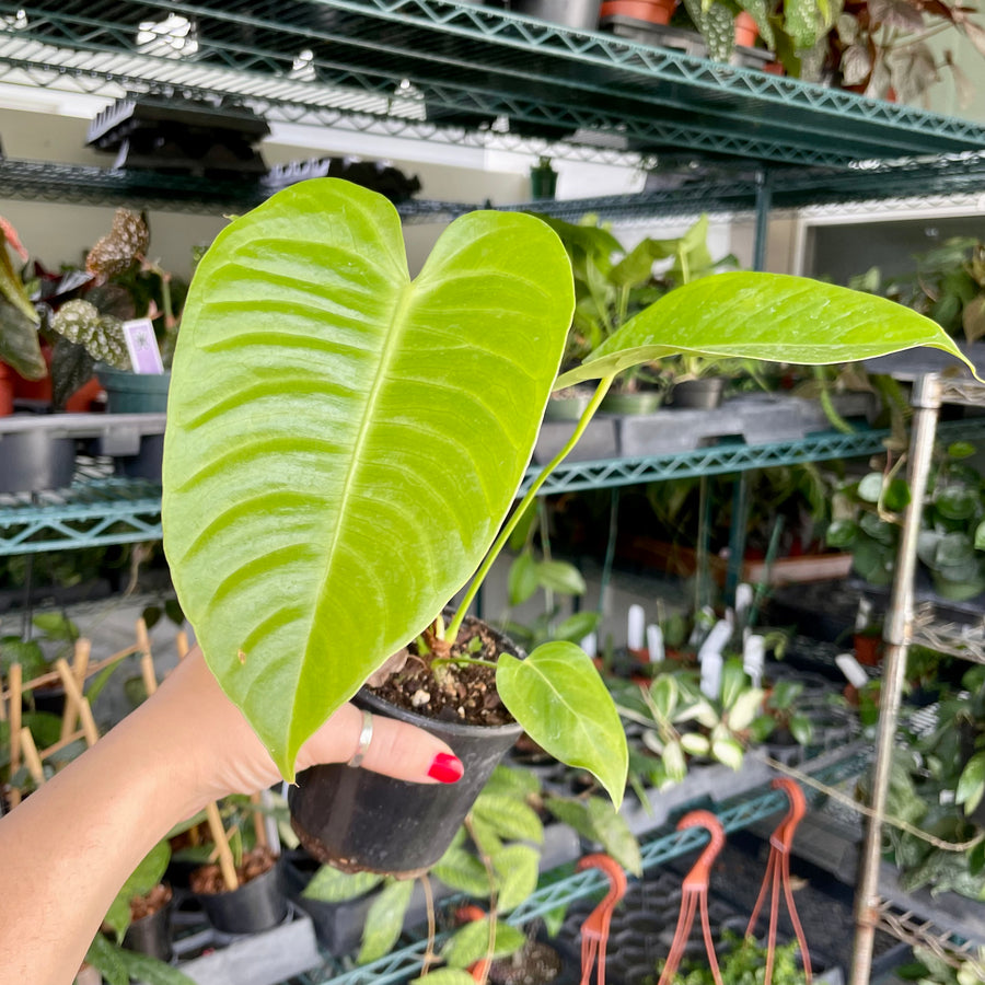 Anthurium Veitchii - 4” pot