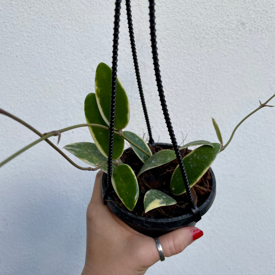 4” Hoya acuta outer variegation