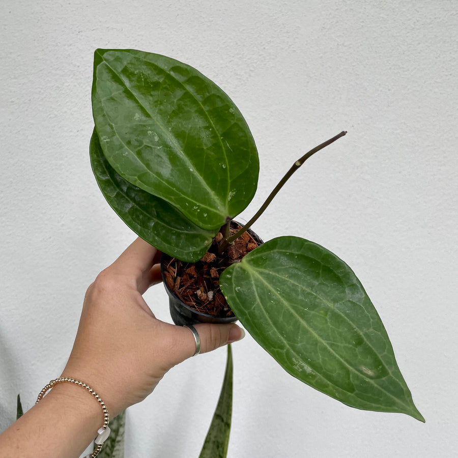Hoya latifolia Sarawak