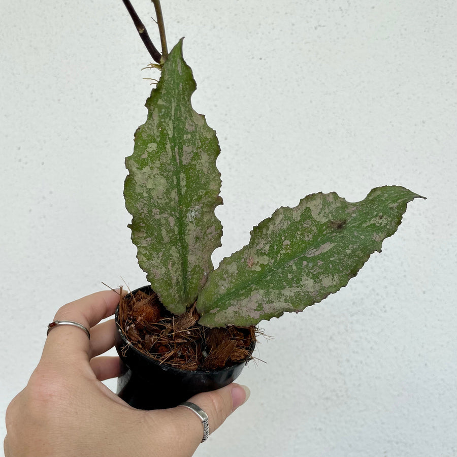Hoya undulata