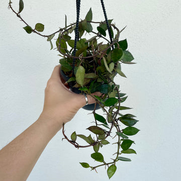 4” Hoya khroniana black