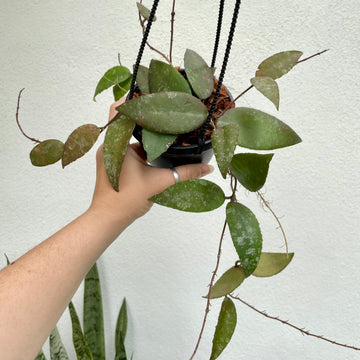 4” Hoya caudata (previously Sumatra)