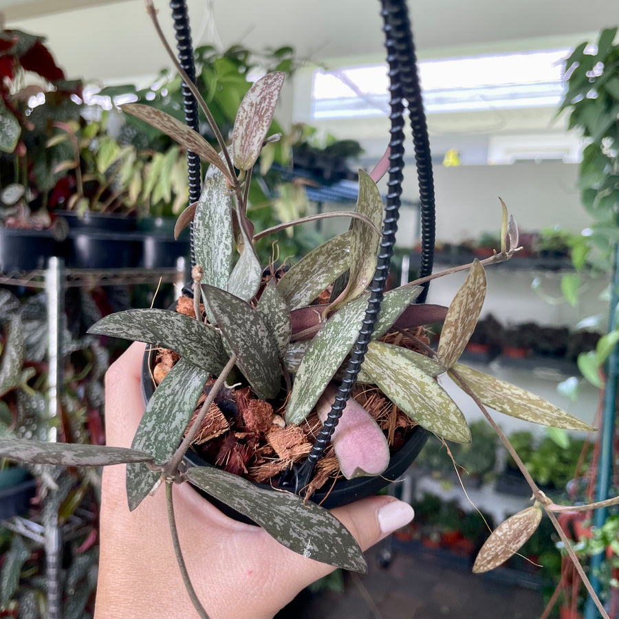 Hoya sigillatis - caramel bloom scent - 4” pot
