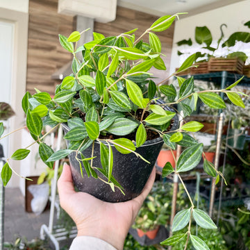 6” Peperomia angulata