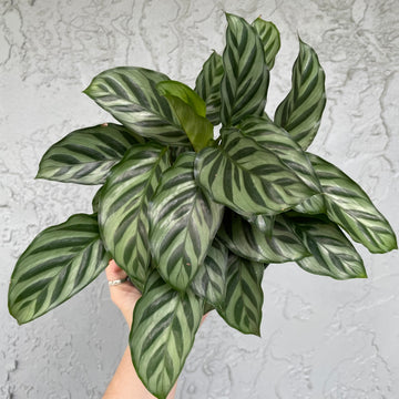 6” Calathea 'freddie’