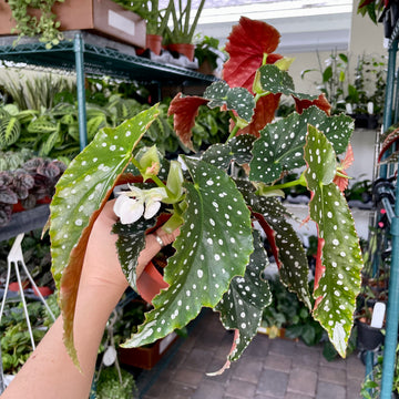 4” Angel Wing Begonia - ‘Harmony's Goddess’