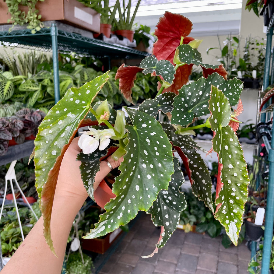 4” Angel Wing Begonia - ‘Harmony's Goddess’