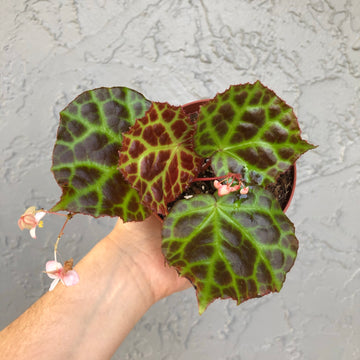 4” Begonia ’rajah’