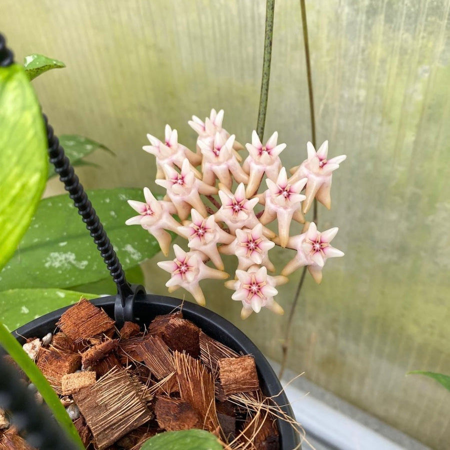 Hoya mitrata