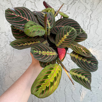 Red Maranta