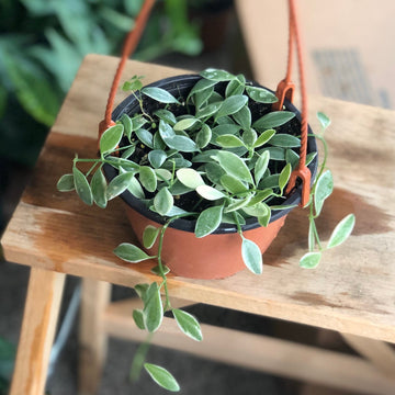 5” Dischidia Oiantha variegated