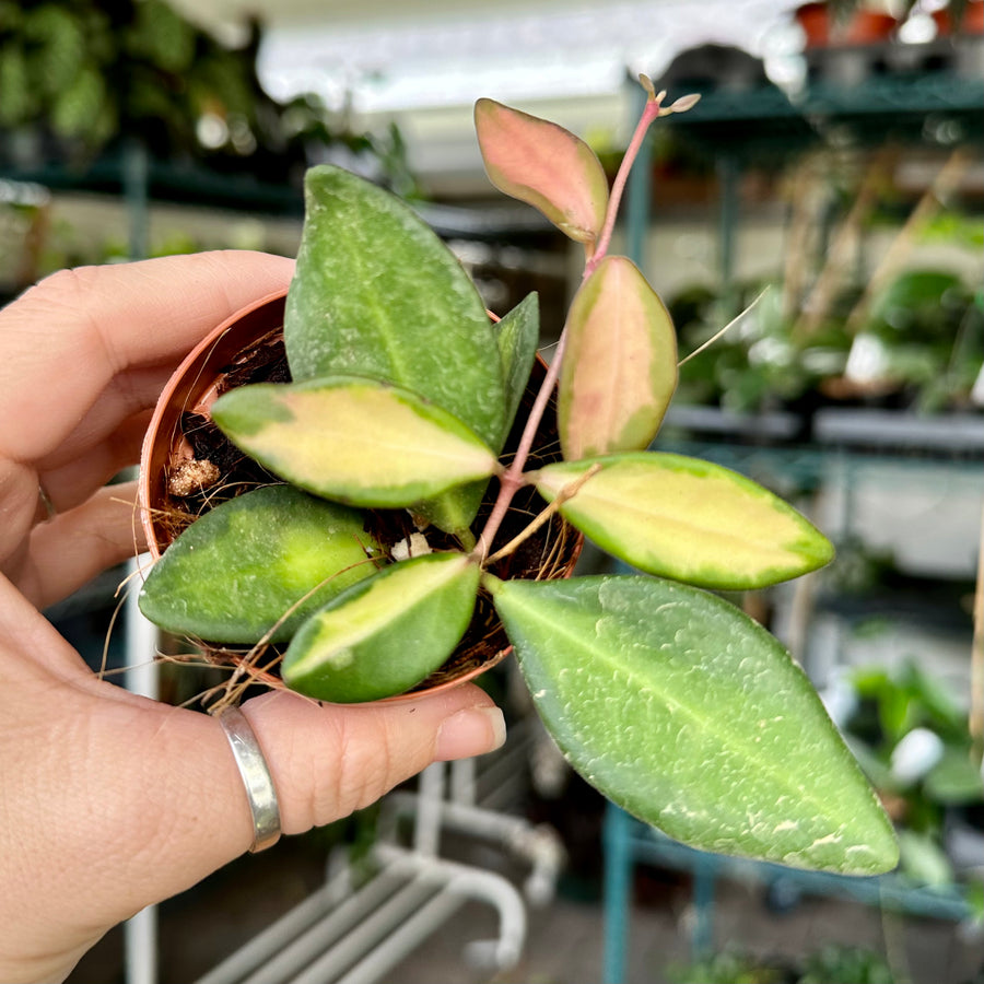 4” Hoya burtoniae variegated