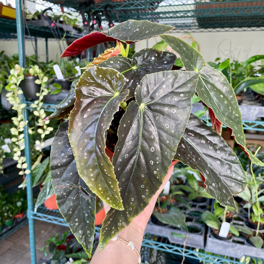 6” Angel Wing Begonia ‘Harmony’s Dark Shadow’