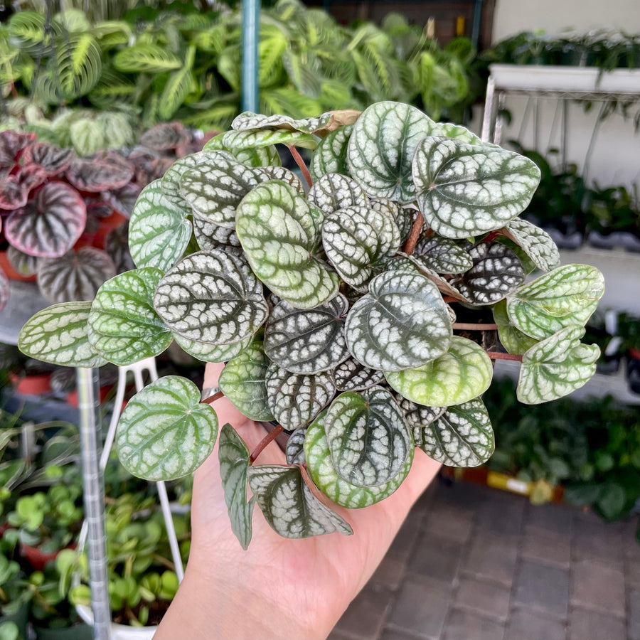 4” Peperomia burbella