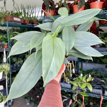 6” Philodendron silver sword