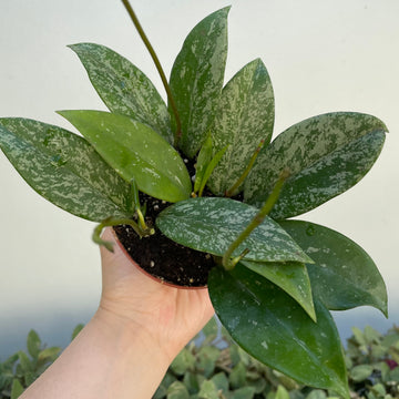 Hoya ‘Pubicalyx’ ‘splash’ - super splashy - 4” pot