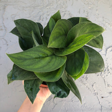 6” Scindapsus jade satin