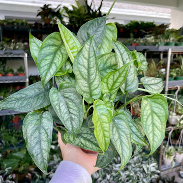 Monstera Siltepecana - 8