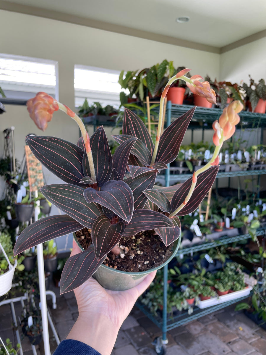 6” Ludisia Discolor Jewel Orchid