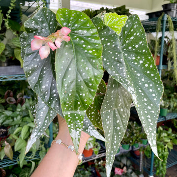 6” Angel Wing Begonia - Harmony’s Tinkerbell