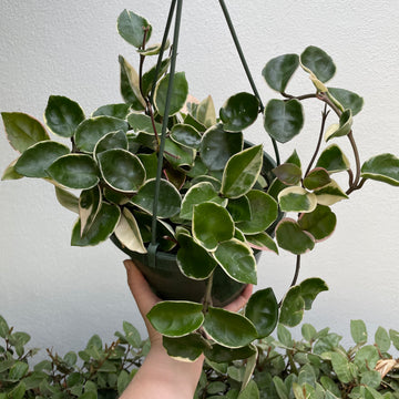 8” Hoya Carnosa ‘Snowball’
