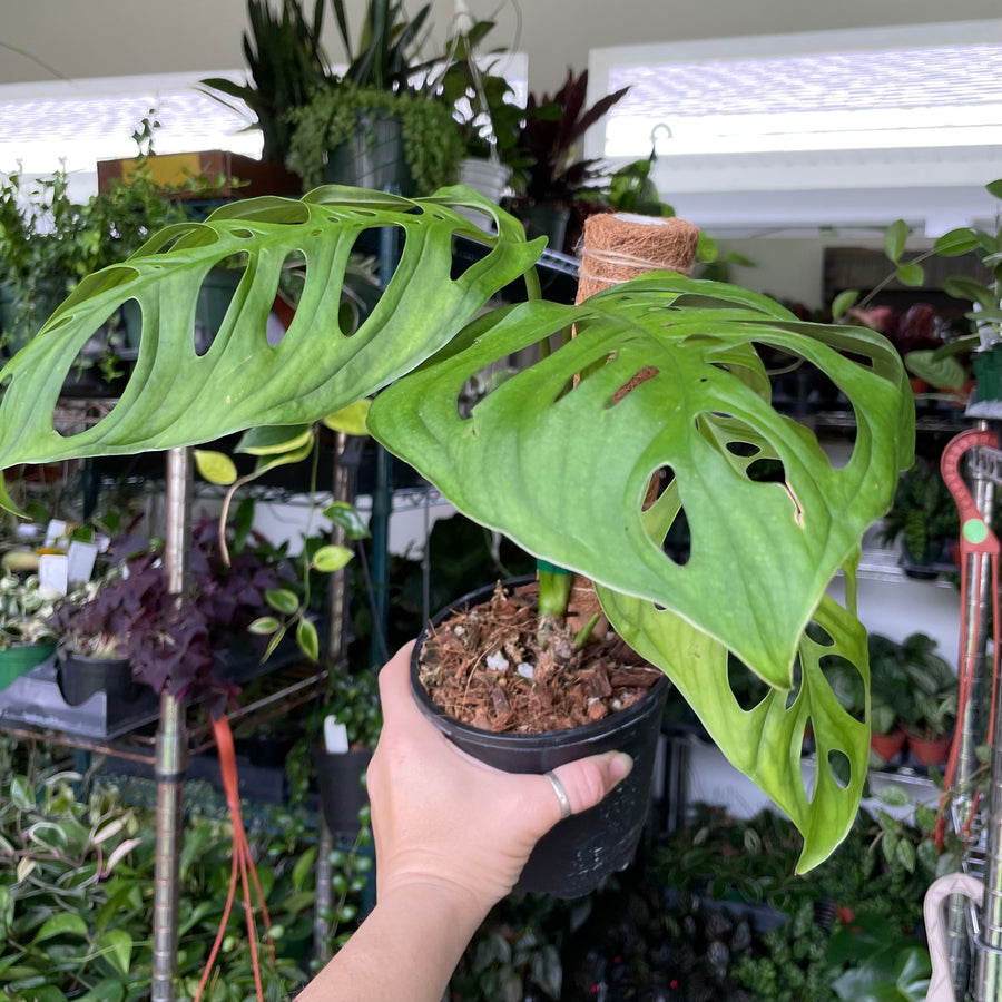 6” Monstera esqueleto (moss pole not included)