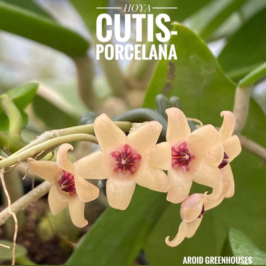 4” Hoya cutis-porcelana with trellis