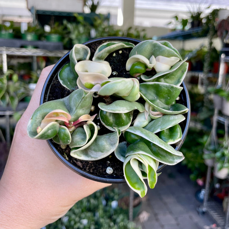 Hoya Compacta variegata - small (no vines) - 4” pot