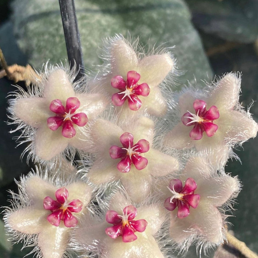 4” Hoya caudata (Sumatra)