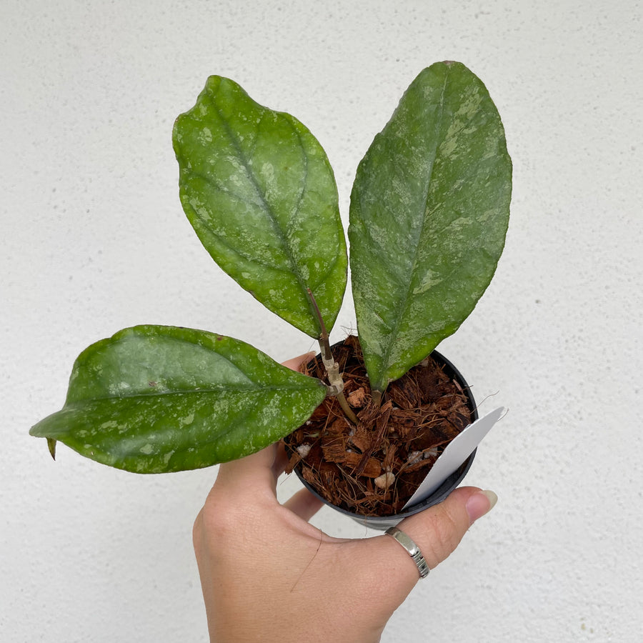 Hoya finlaysonii ‘chicken farm’ on trellis - large