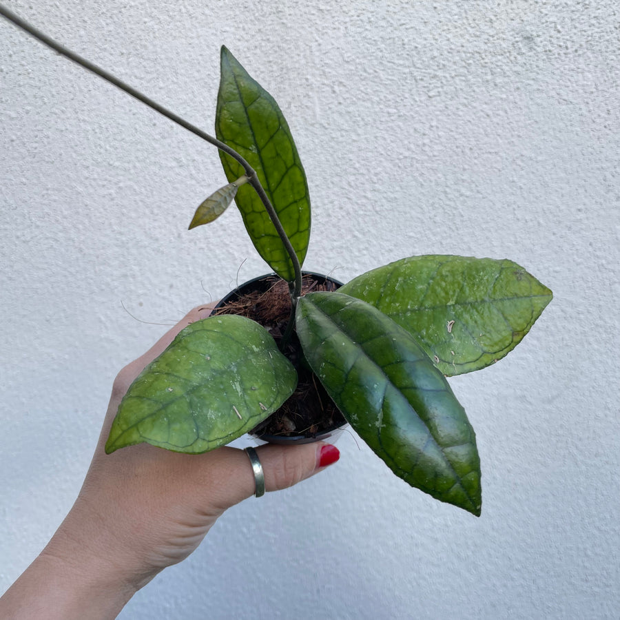 Hoya finlaysonii (nova)