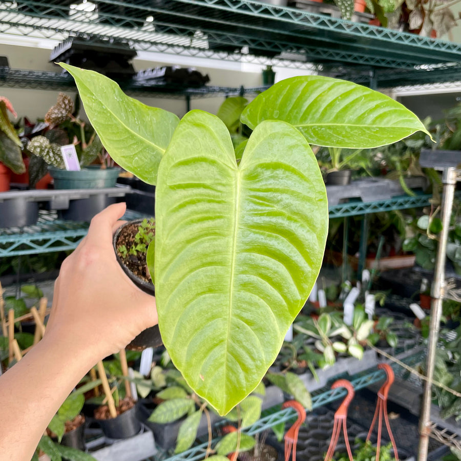 Anthurium Veitchii - 4” pot