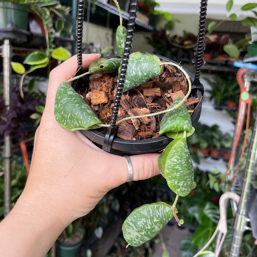 4” Hoya imbricata