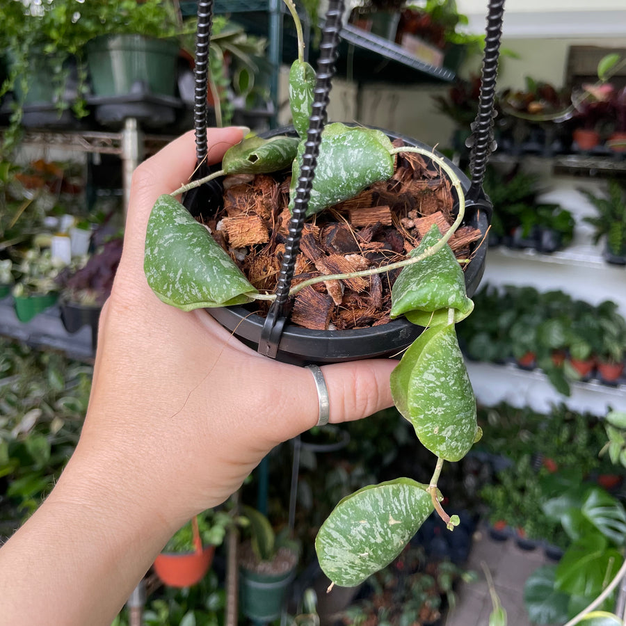 4” Hoya imbricata