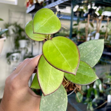 3” Hoya parasitica x pachyclada