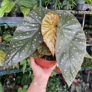 6” Angel Wing Begonia ‘Harmony’s Fireball’ - bright orange blooms